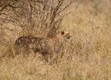 Jagluiperd / Cheetah
