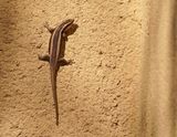 Veranderlike Gladde Akkedis / Variable Skink