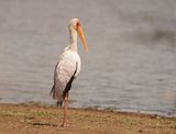 Nimmersat / Yellow-billed Stork