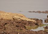 Krokodil / Nile Crocodile