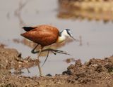Grootlanhtoon / African Jacana