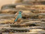 Gewone Blousysie / Blue Waxbill