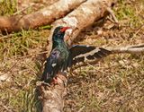 Rooibekkakelaar/ Green (Red-billed) Wood-Hoopoe