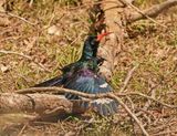 Rooibekkakelaar/ Green (Red-billed) Wood-Hoopoe