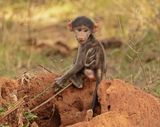Kaapse bobbejaan / Cape Baboon