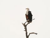 Visarend / African Fish Eagle