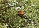 Gewone Vleiloerie / Burchells Coucal
