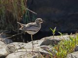 Waterdikkop / Water Tick-knee