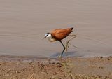 Grootlanhtoon / African Jacana