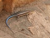 Bloustert-koppieskink / Rainbow Skink