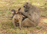Kaapse bobbejaan / Cape Baboon