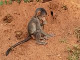 Kaapse bobbejaan / Cape Baboon