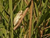 Rietpadda / African Reed Frog