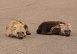 Gevlekte Hiëna / Spotted Hyena