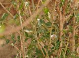 Gespikkelde bosslang / Spotted Bush Snake