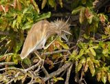 Ralreier / Squacco Heron