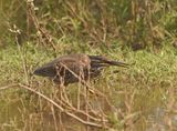 Groenrugreier / Green-backed Heron