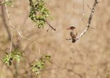 Bruinkopvisvanger / Brown-hooded Kingfisher