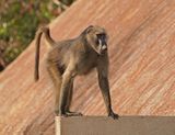Kaapse bobbejaan / Cape Baboon