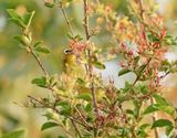 Kaapse Glasogie / Cape White-eye
