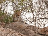Luiperd / Leopard