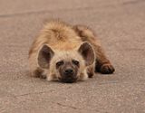 Gevlekte Hiëna / Spotted Hyena