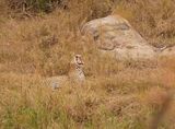 Luiperd / Leopard