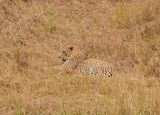 Luiperd / Leopard