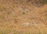 Luiperd / Leopard