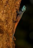 Bloukopkoggelmander / Southern Tree Agama