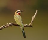 Rooikeelbyvreter / White-fronted Bee-eater