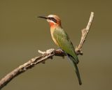 Rooikeelbyvreter / White-fronted Bee-eater