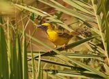 Bontrugwewer / Village Weaver