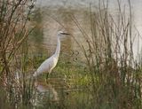 Kleinwitreier / Little Egret