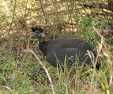 Kuifkoptarentaal / Crested Guineafowl