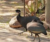 Kuifkoptarentaal / Crested Guineafowl