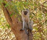 Blouaap / Vervet Monkey