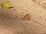 Donker Boombruintjie / Boisduvals Tree Nymph