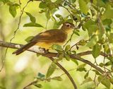 Geelborswillie / Yellow-bellied Greenbul