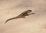 Gestreepte Gladde Akkedis / Striped Skink