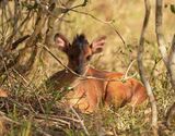 Rooiduiker / Red Forest Duiker