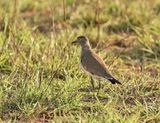 Kleinswartvlerkkiewiet / Senegal Lapwing