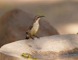 Maricosuikerbekkie / Marico Sunbird