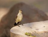 Maricosuikerbekkie / Marico Sunbird