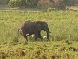 Savanne-olifant / African Elephant