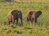 Savanne-olifant / African Elephant