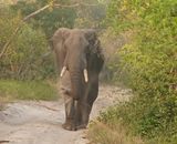 Savanne-olifant / African Elephant