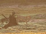 Leeu / Lion