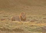 Leeu / Lion