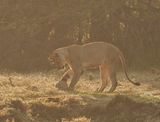 Leeu / Lion